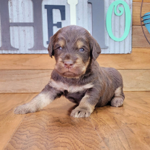 Labradoodle Puppy Rusty