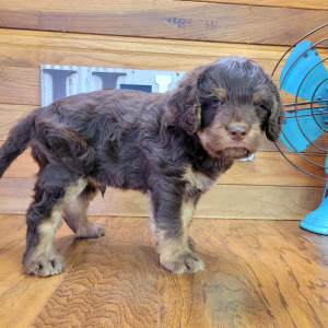 Labradoodle Puppy Rusty