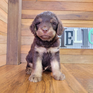 Labradoodle Puppy Rusty