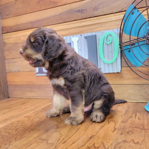 Labradoodle Puppy Rusty