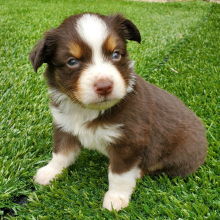 Australian Shepherd Puppy Hunter