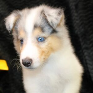Collie Puppy Jack