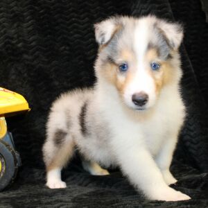Collie Puppy Jack