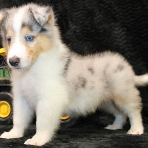 Collie Puppy Jack