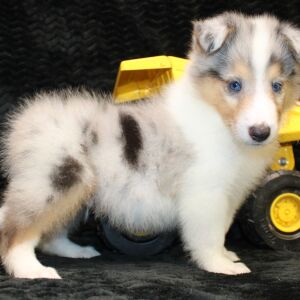 Collie Puppy Jack