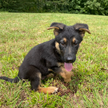 German Shepherd Dog Puppy Maverick