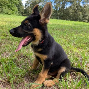 German Shepherd Dog Puppy Maverick