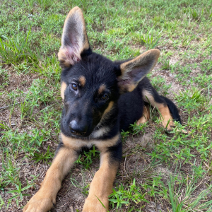 German Shepherd Dog Puppy Maverick