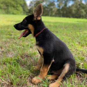 German Shepherd Dog Puppy Maverick