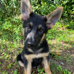 German Shepherd Dog Puppy Maverick