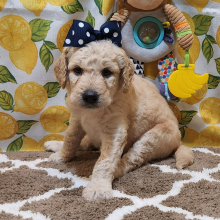 Goldendoodle Puppy Quinci