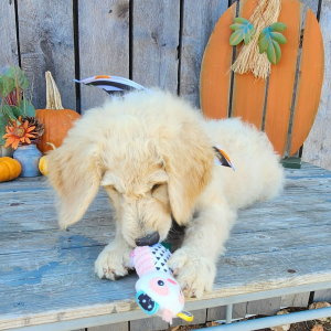 Goldendoodle Puppy Quinci
