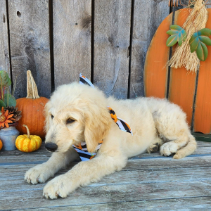 Goldendoodle Puppy Quinci