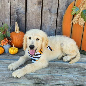 Goldendoodle Puppy Quinci