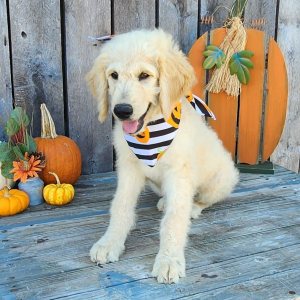 Goldendoodle Puppy Quinci