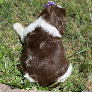 English Springer Spaniel Puppy Zayley