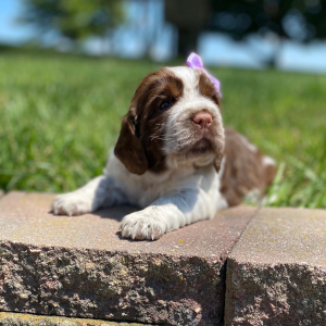 English Springer Spaniel Puppy Zayley