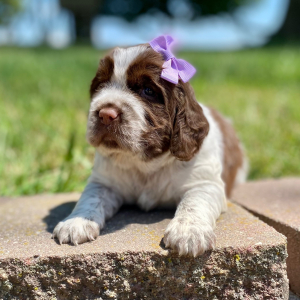 English Springer Spaniel Puppy Zayley
