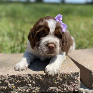 English Springer Spaniel Puppy Zayley