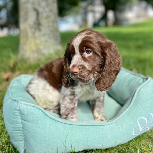 English Springer Spaniel Puppy Zayley