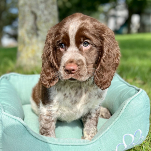 English Springer Spaniel Puppy Zayley