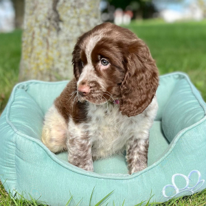 English Springer Spaniel Puppy Zayley