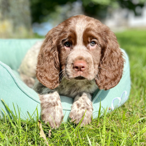 English Springer Spaniel Puppy Zayley