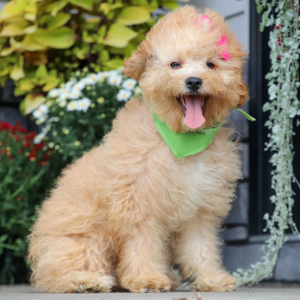 Cavapoo Puppy Kiana
