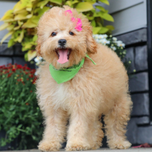 Cavapoo Puppy Kiana