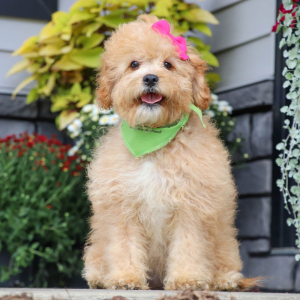 Cavapoo Puppy Kiana