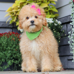 Cavapoo Puppy Kiana