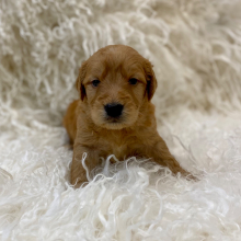 Goldendoodle Puppy Kiree