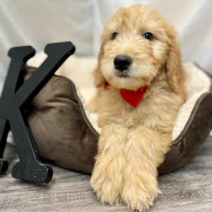Goldendoodle Puppy Kiree