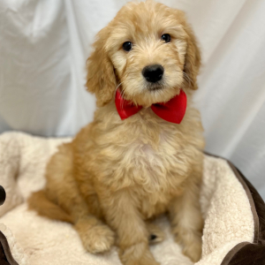 Goldendoodle Puppy Kiree