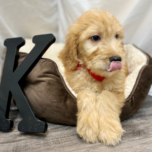 Goldendoodle Puppy Kiree