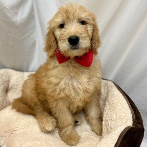 Goldendoodle Puppy Kiree