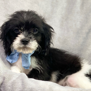Cavapoo Puppy Bryson