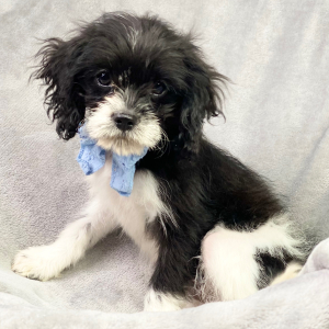 Cavapoo Puppy Bryson