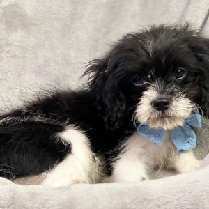 Cavapoo Puppy Bryson
