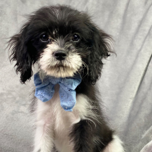 Cavapoo Puppy Bryson