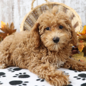 Poodle Puppy Poppie