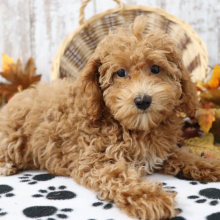 Poodle Puppy Poppie