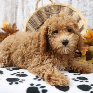 Poodle Puppy Poppie
