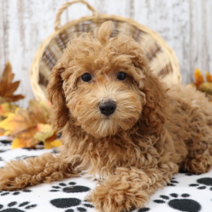 Poodle Puppy Poppie