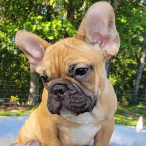 French Bulldog Puppy Rance
