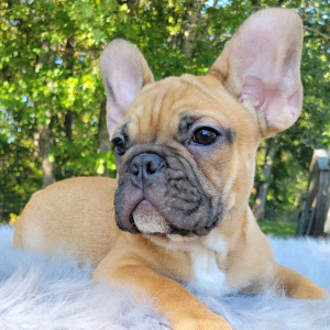 French Bulldog Puppy Rance