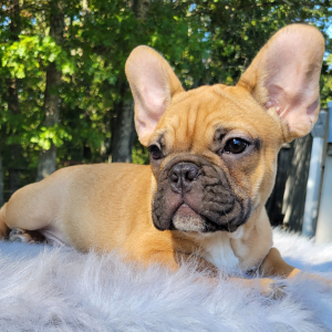French Bulldog Puppy Rance
