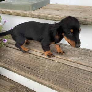 Dachshund Puppy Peaches