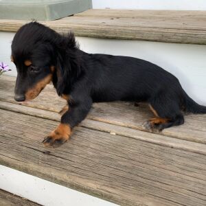 Dachshund Puppy Peaches