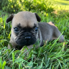French Bulldog Puppy Benji